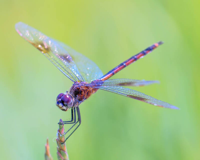 Four-Spotted Pennant (1)