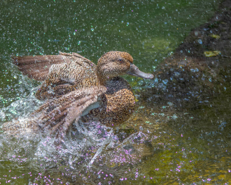 Freckled Duck (1)