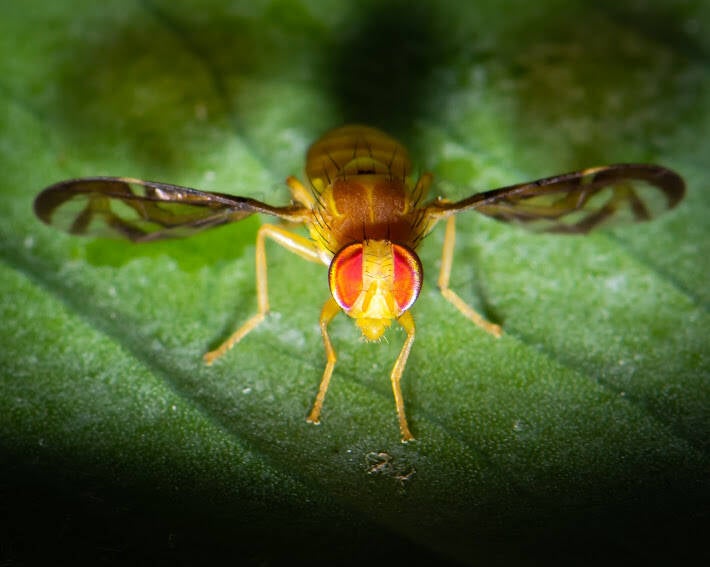 Anastrepha Fruit Fly (1)