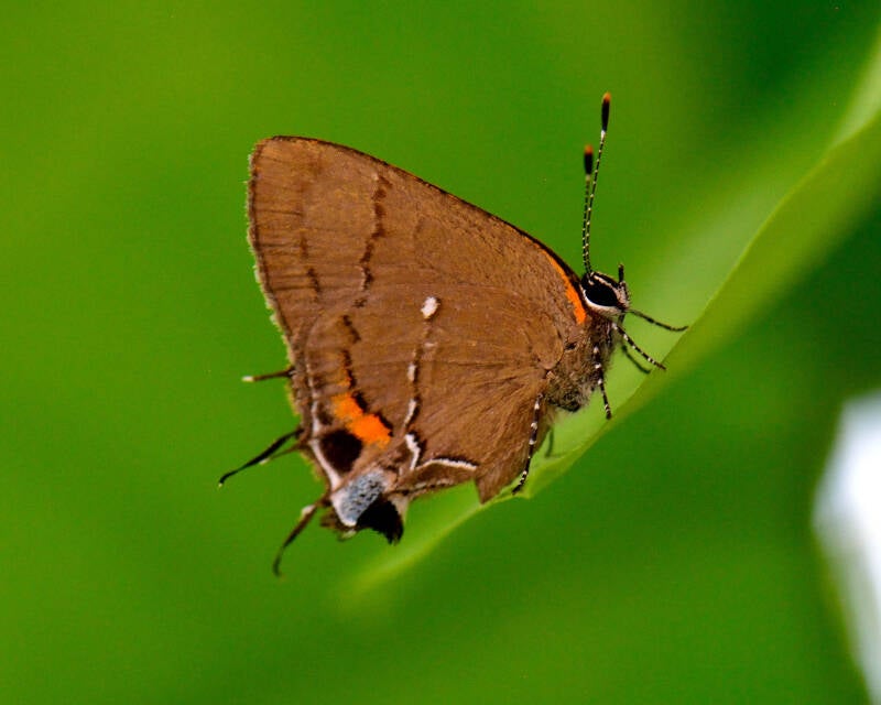 Fulvous Hairstreak (1)