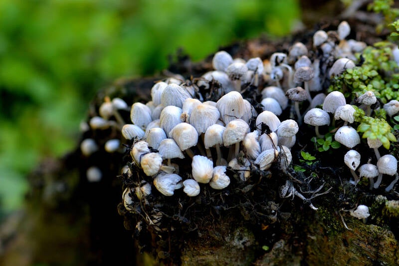 Mushroom (3)