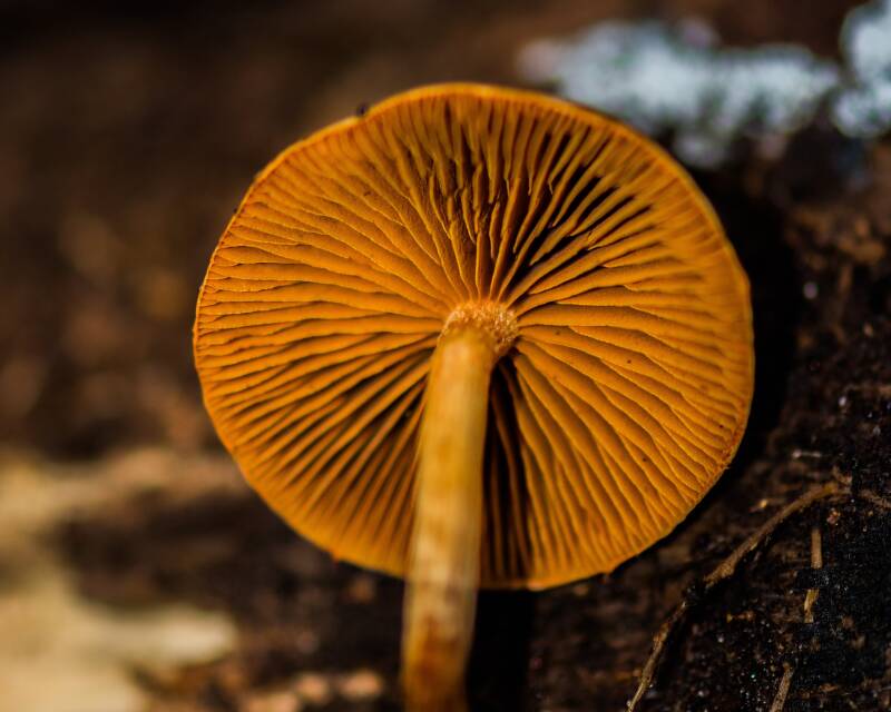Galeria Mushroom (1)