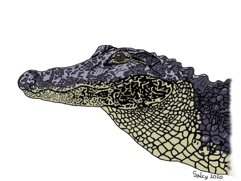 American Alligator