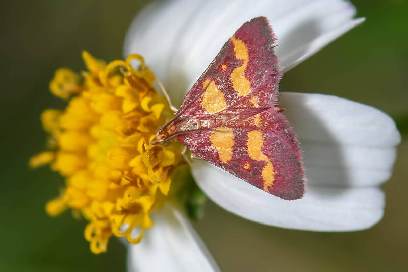 Coffee Loving Pyrausta (1)
