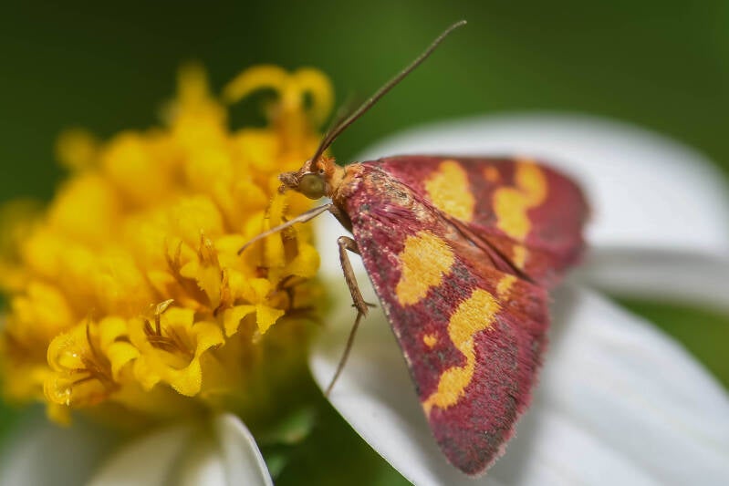 Coffee Loving Pyrausta (2)