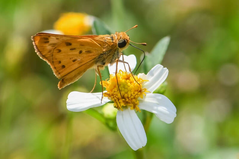 Fiery Skipper (1)