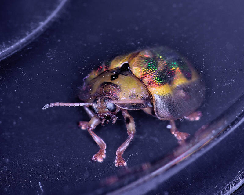 Geiger Tortoise Beetle (1)