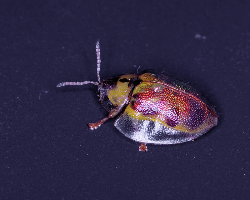 Geiger Tortoise Beetle (2)