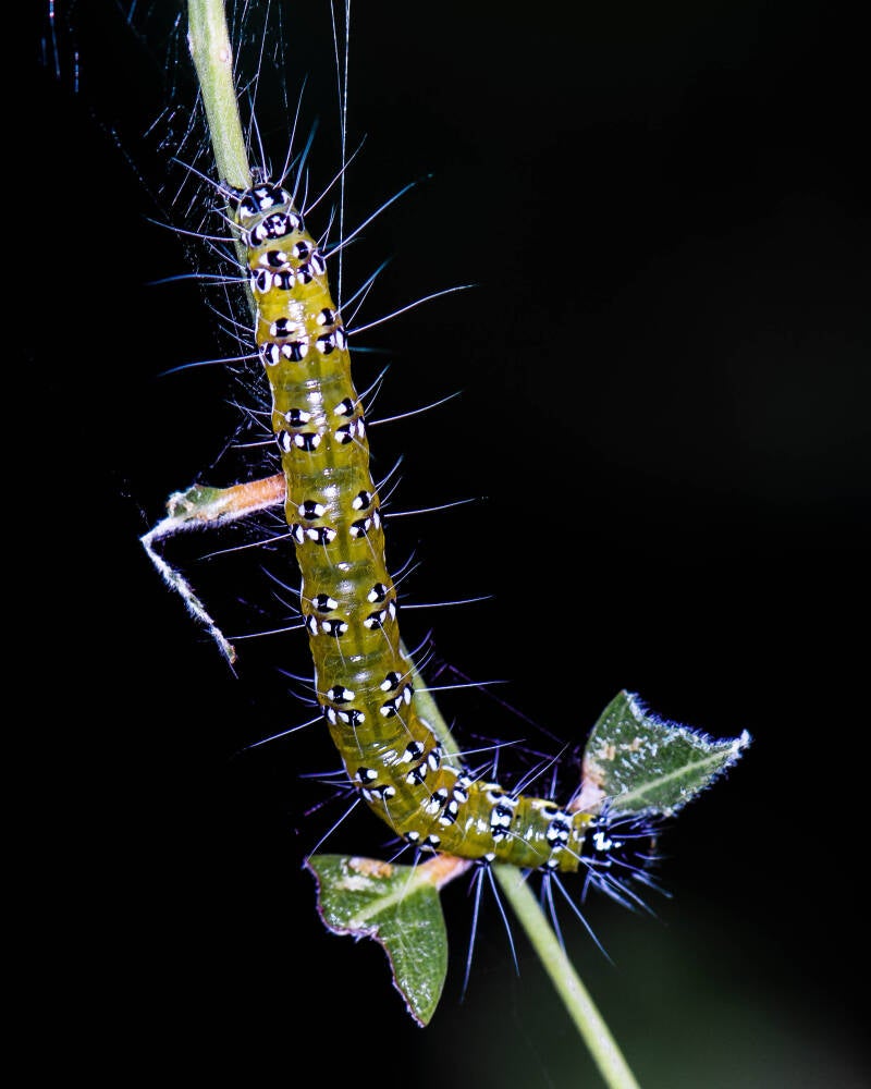 Genista Broom Moth (1)