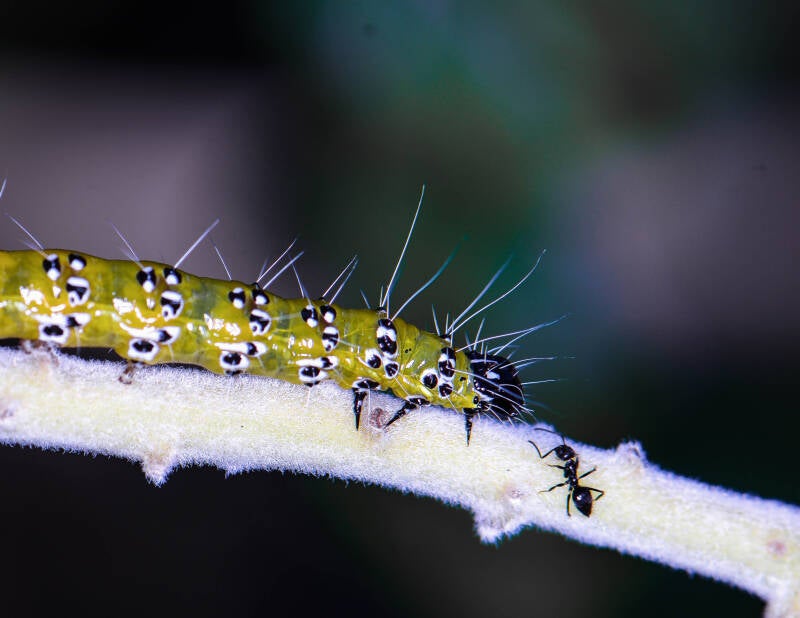 Genista Broom Moth (2)