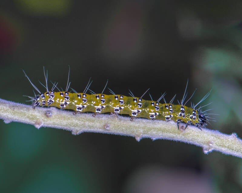 Genista Broom Moth (3)