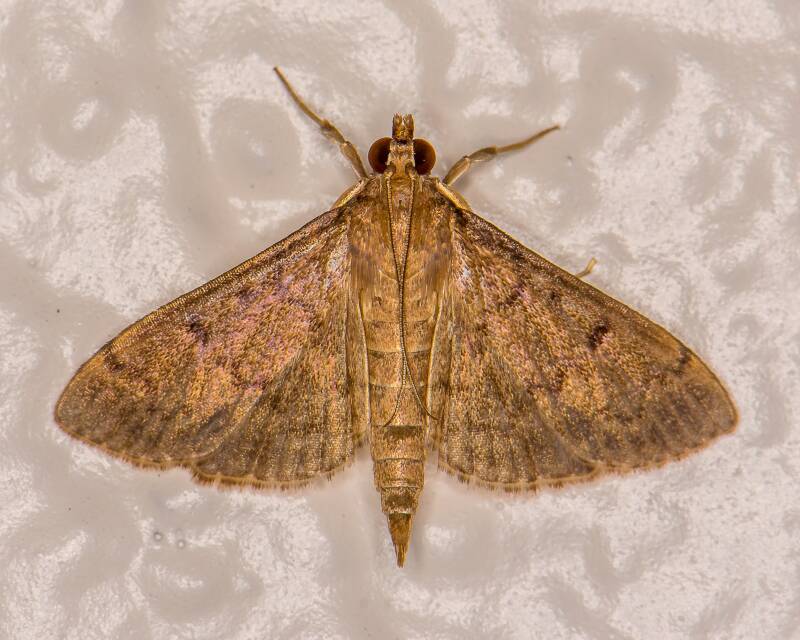 Geometer Moth (1)