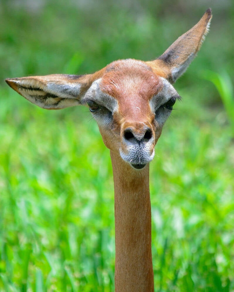 Gerenuk (1)