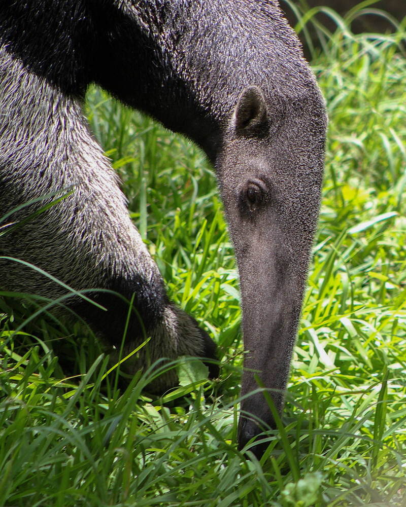 Giant Anteater (1)