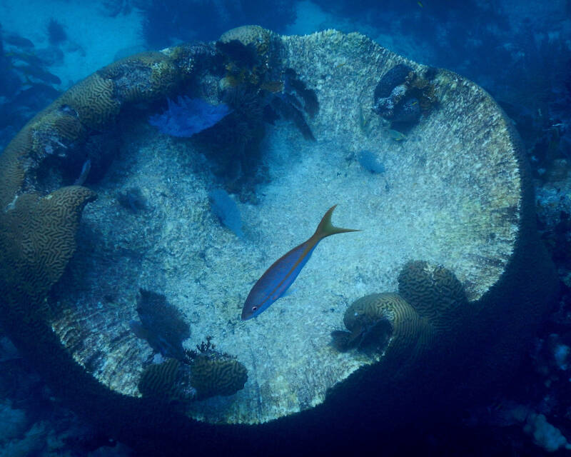 Giant Brain Coral and Yellow-Tailed Snapper
