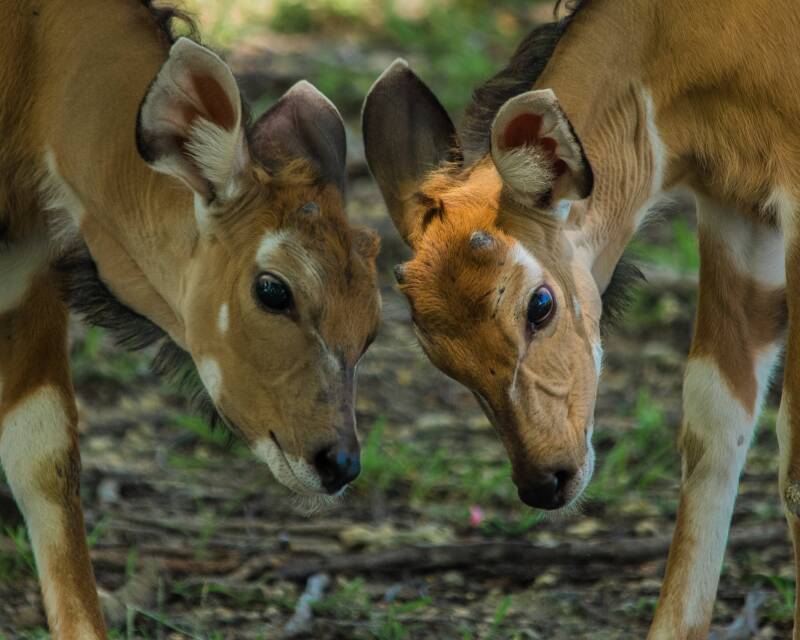 Giant Eland (1)