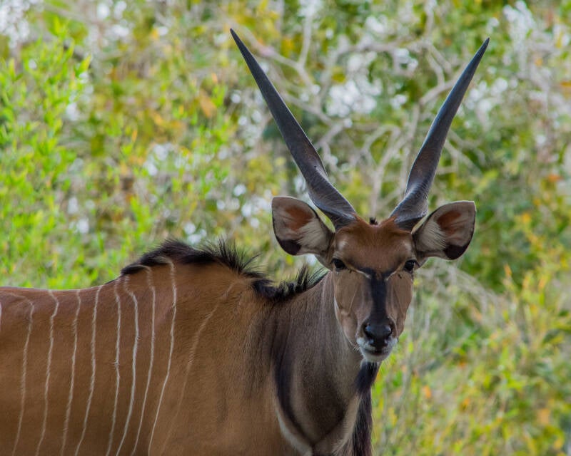 Giant Eland (3)