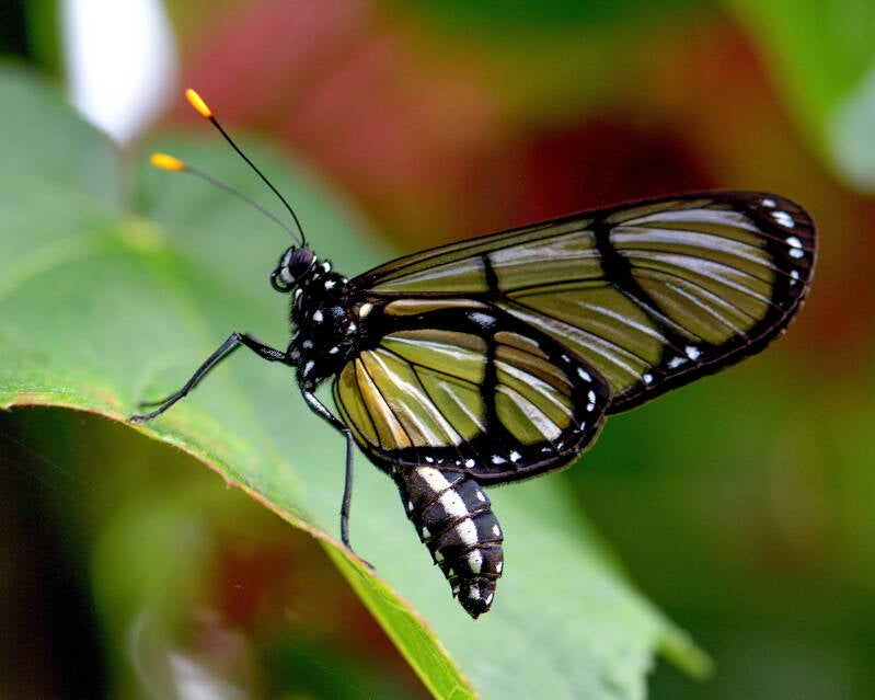Giant Glasswing (1)