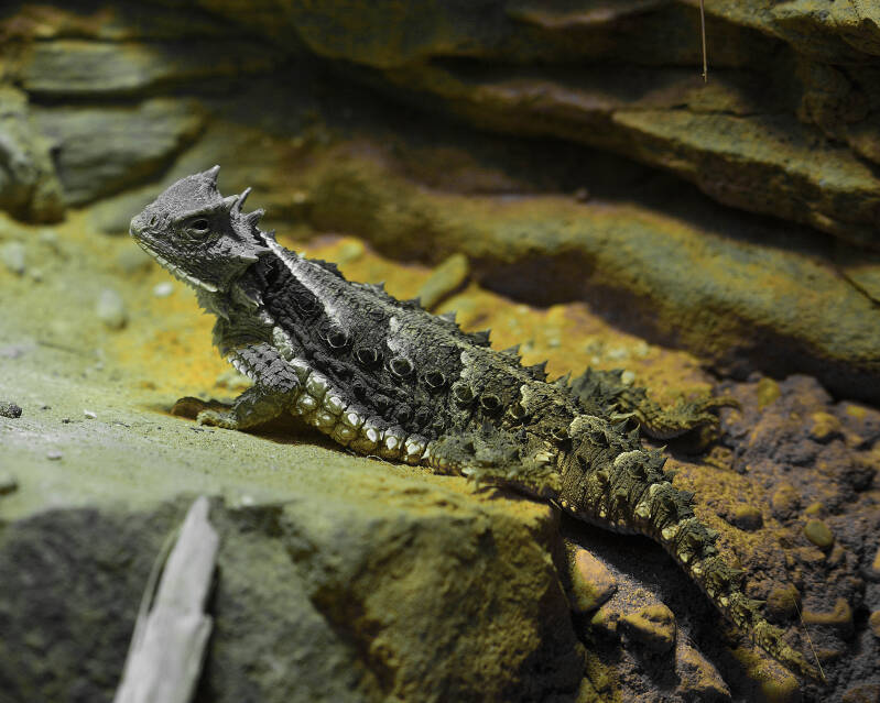 Giant Horned Lizard (1)