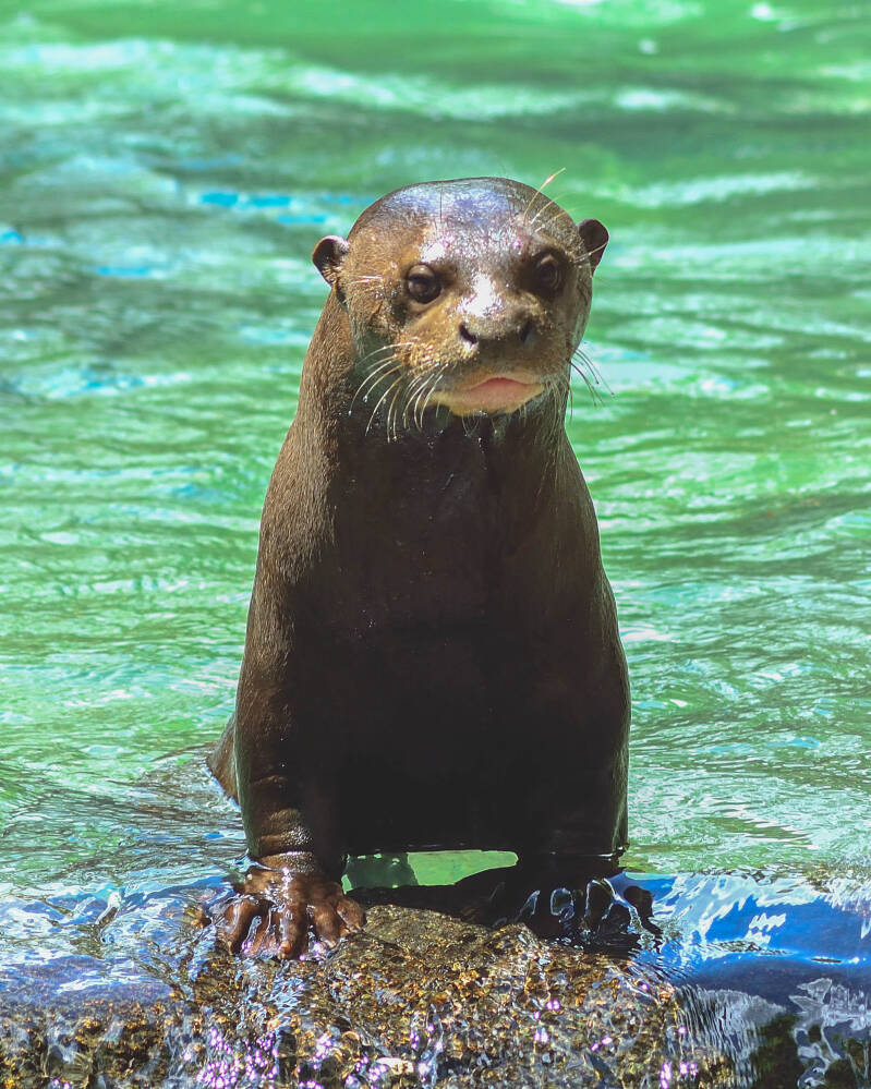 Giant River Otter (1)