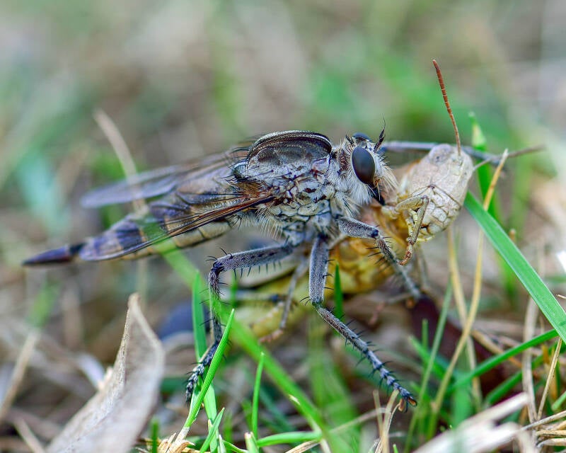 Triorla Robber Fly (4)