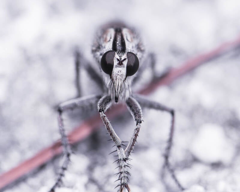 Triorla Robber Fly (9)