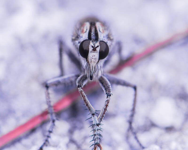 Triorla Robber Fly (3)