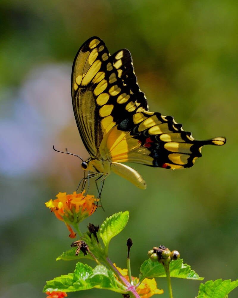 Giant Swallowtail (2)
