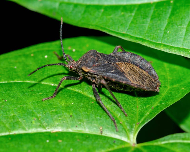 Giant Sweet Potato Bug (2)