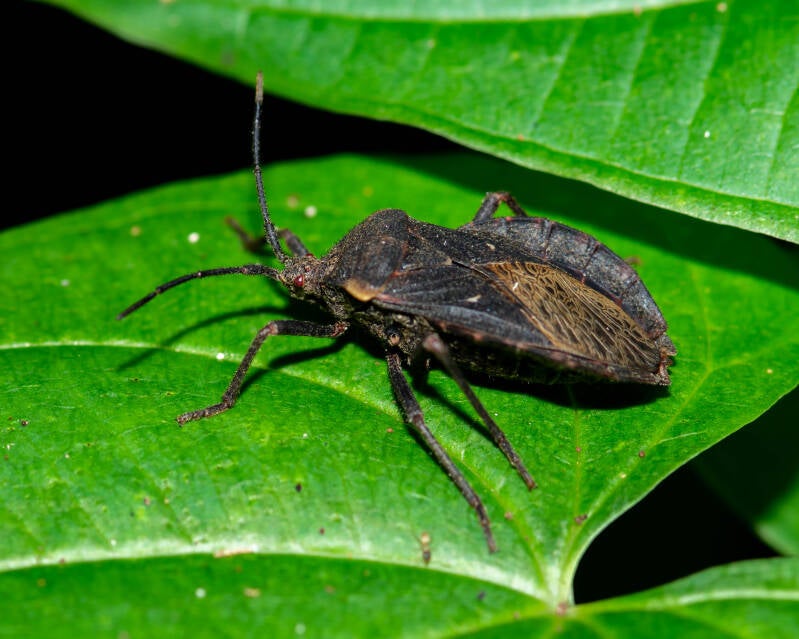 Giant Sweet Potato Bug (1)