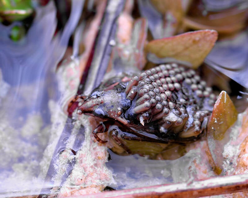 Giant Water Bug (1)