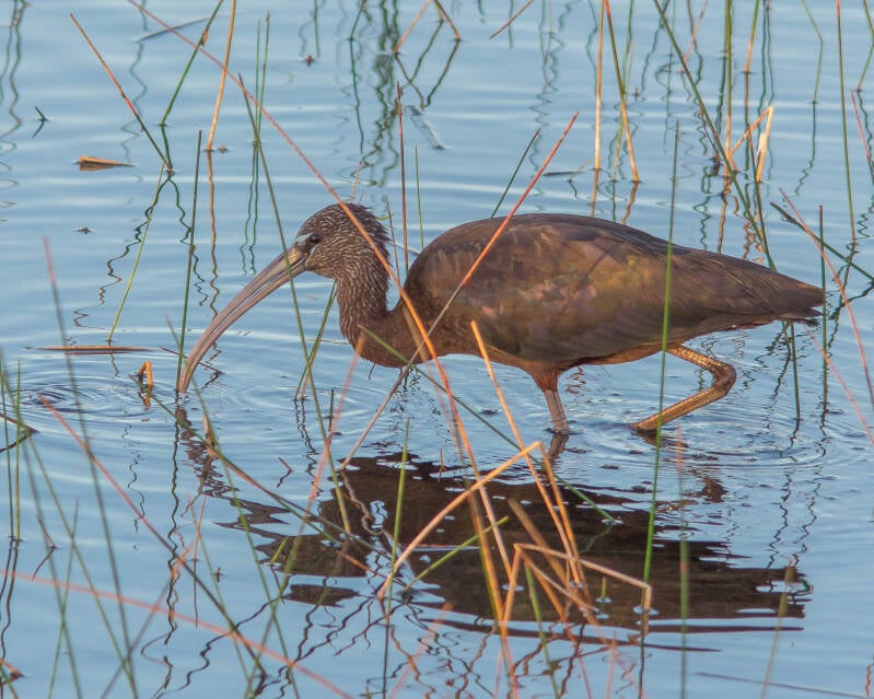 Glossy Ibis (1)