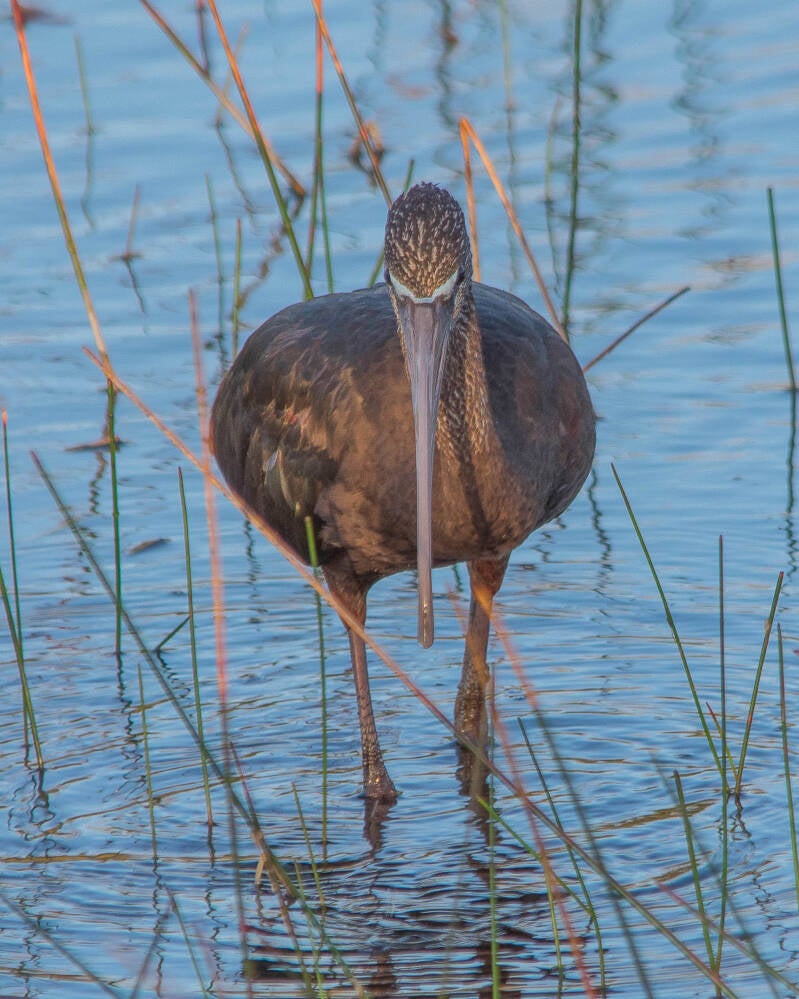 Glossy Ibis (2)
