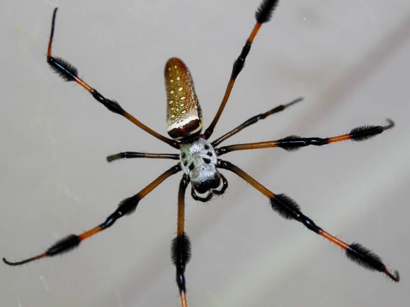 Gold Silk Orbweaver (1)