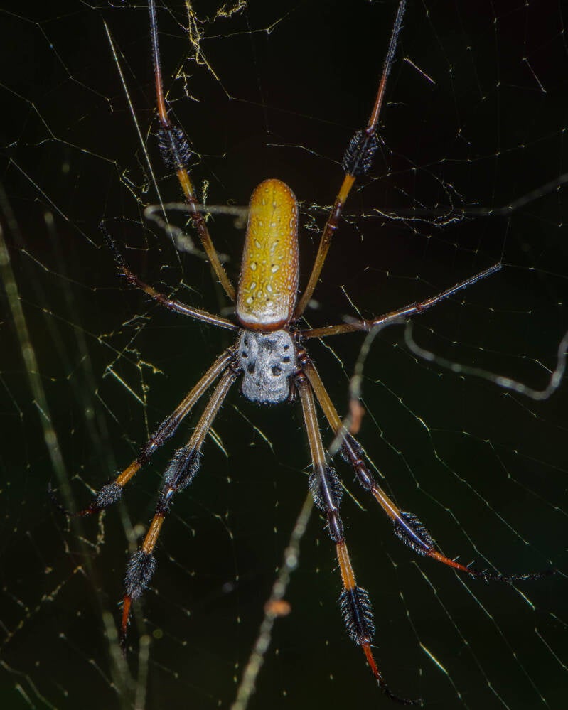 Goldsilk Orbweaver (3)