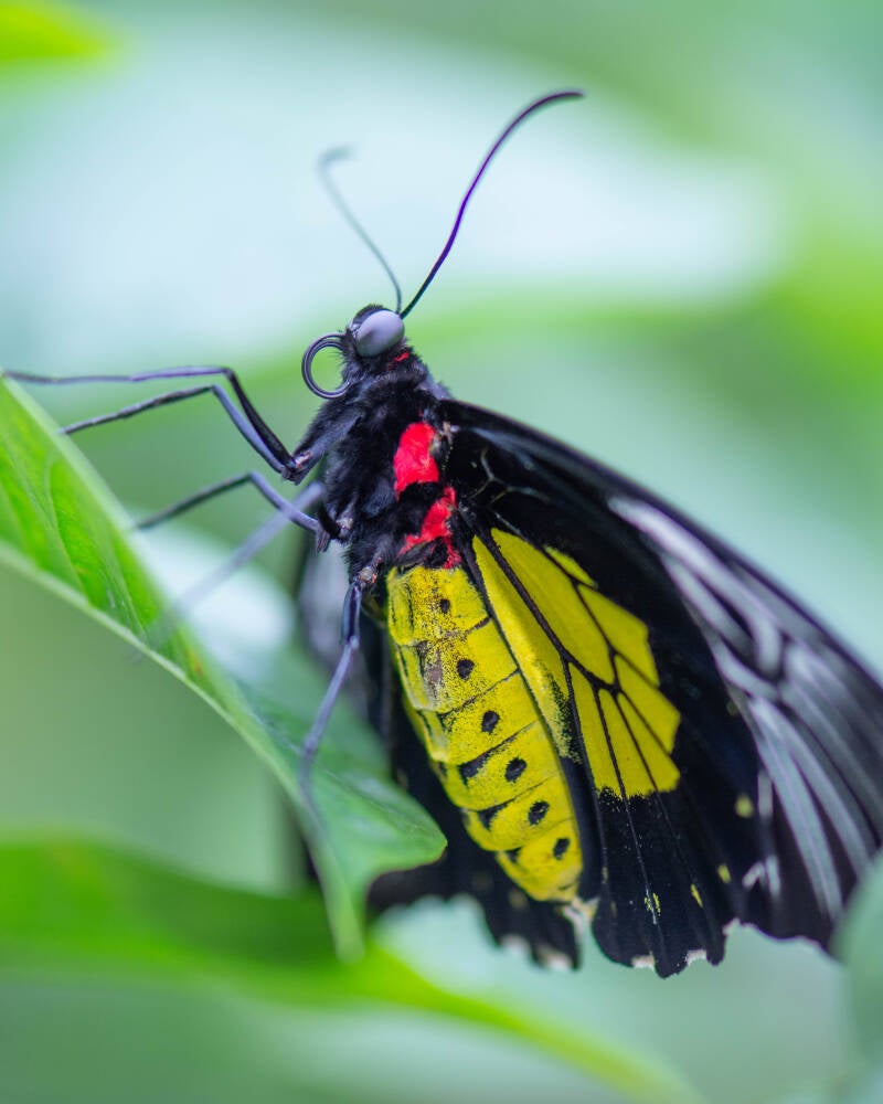 Golden Birdwing (2)