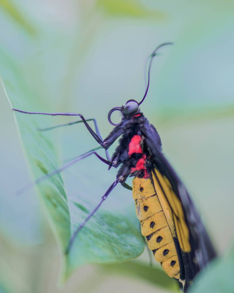 Golden Birdwing (1)