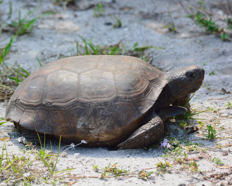 Gopher Tortoise (2)