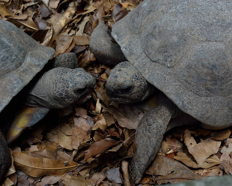 Gopher Tortoise (1)