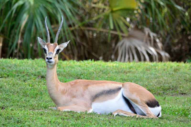 Grant's Gazelle (1)