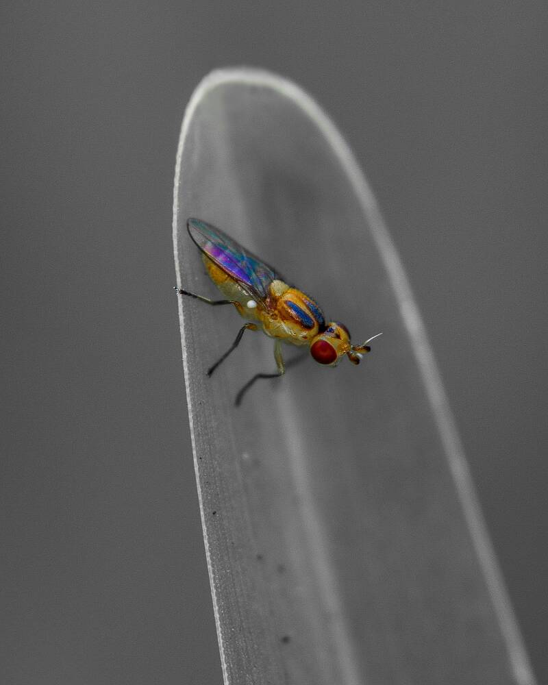 Grass Fly (1)