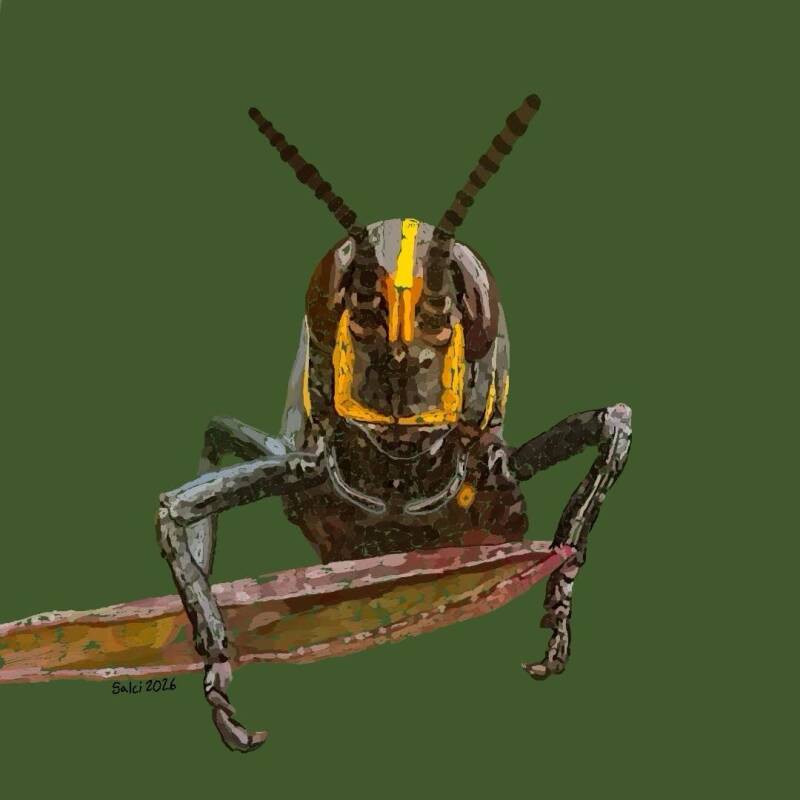 Grasshopper