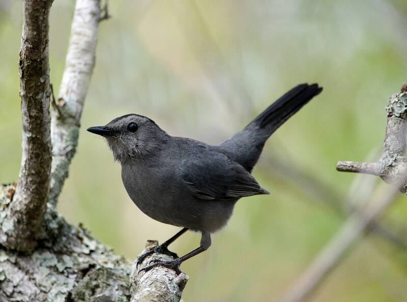 Gray Catbird (1)