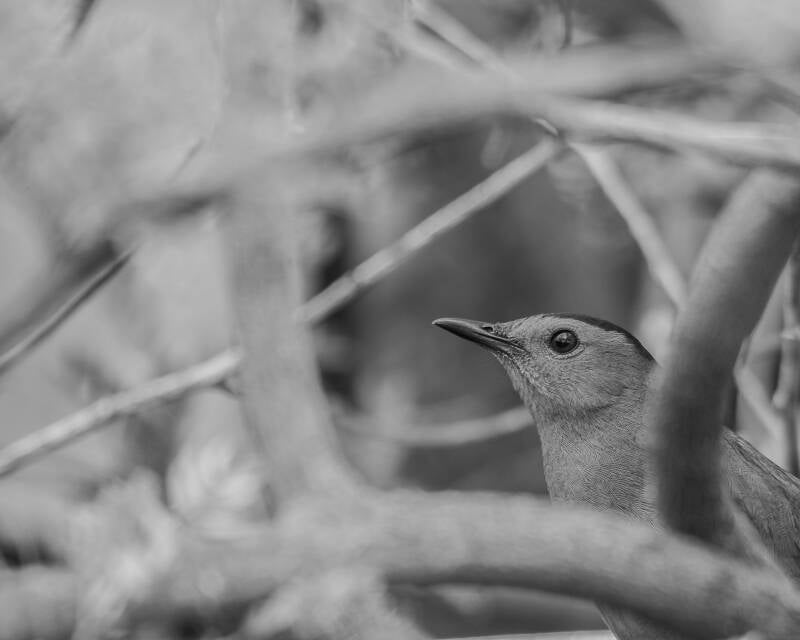 Gray Catbird  (2)