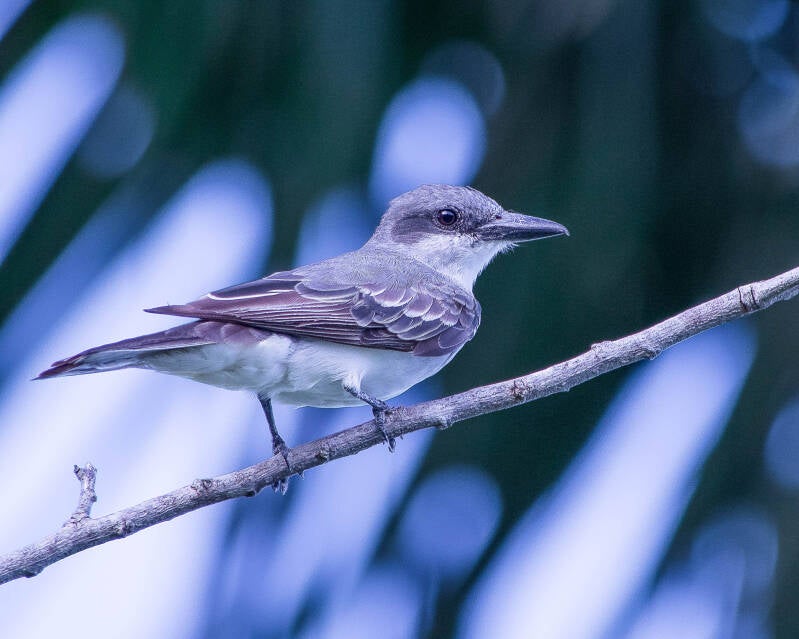 Gray Kingbird (1)