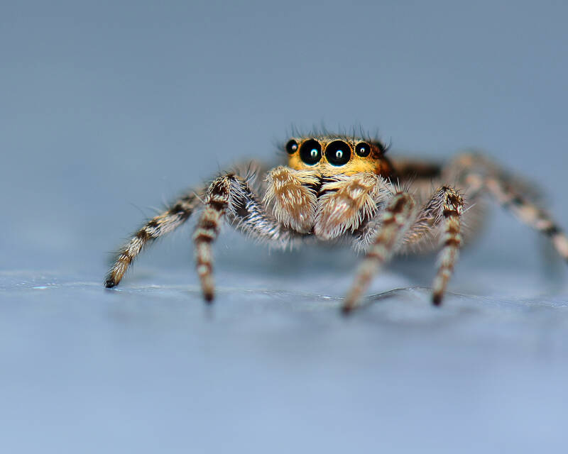 Gray Wall Jumper (6)