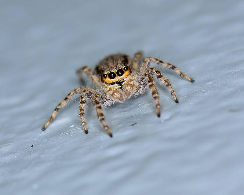 Gray Wall Jumper (7)