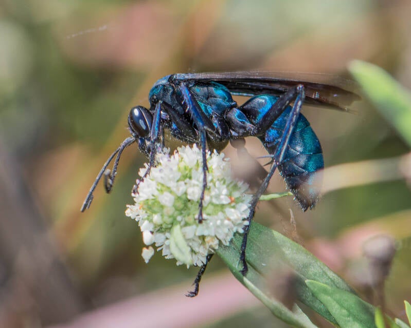 Great Black Wasp (1)
