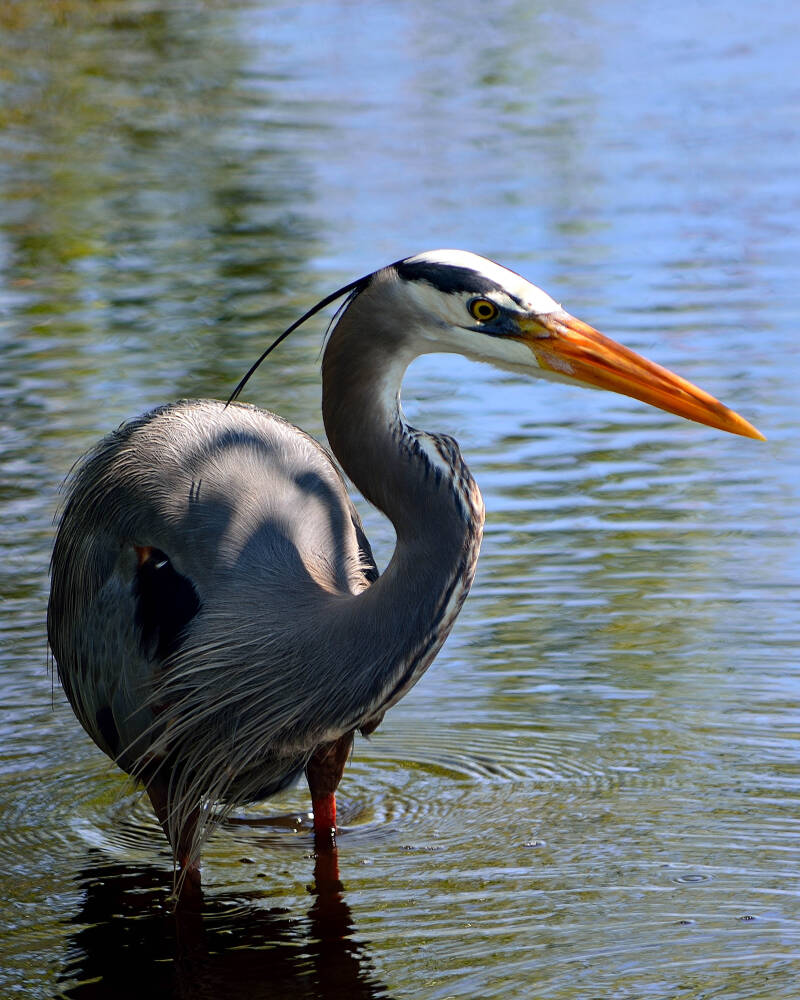 Great Blue Heron (4)