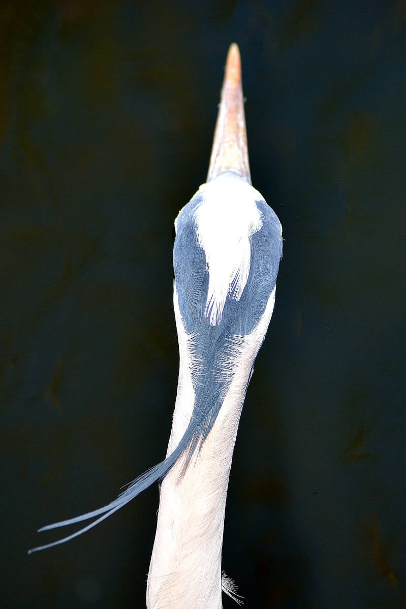 Great Blue Heron (6)